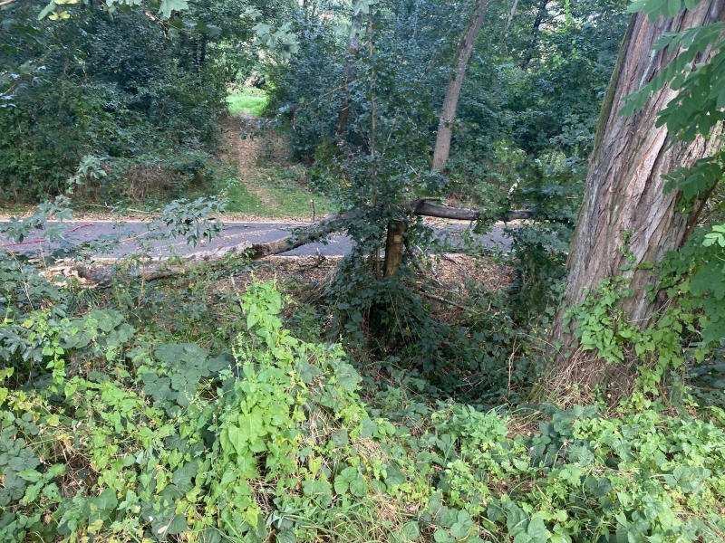 Einsatz 06.09.2024 - H1 Baum auf Fahrradweg